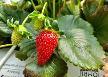 Productores de Cauquenes actualizaron conocimientos sobre multiplicación de plantas de frutillas