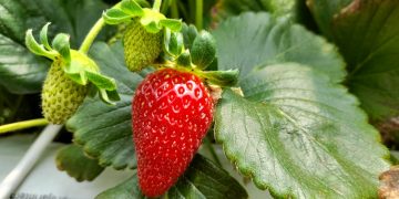Productores de Cauquenes actualizaron conocimientos sobre multiplicación de plantas de frutillas