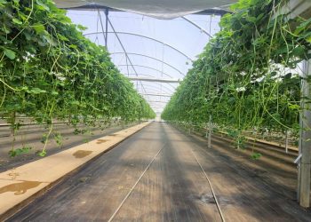 La revolución de Alpina 10: la frutilla que aumenta notablemente su rendimiento en el campo maulino