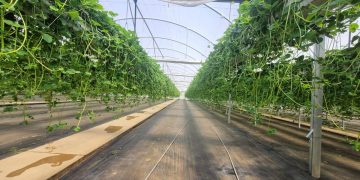 La revolución de Alpina 10: la frutilla que aumenta notablemente su rendimiento en el campo maulino