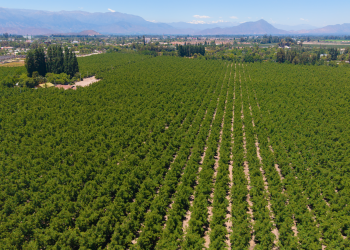 Cáncer bacteriano en las plantas: cómo prevenirlo ante la inminente caída de las hojas