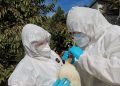 SAG confirma caso de influenza aviar H5N1 en aves silvestres en la región de Valparaíso