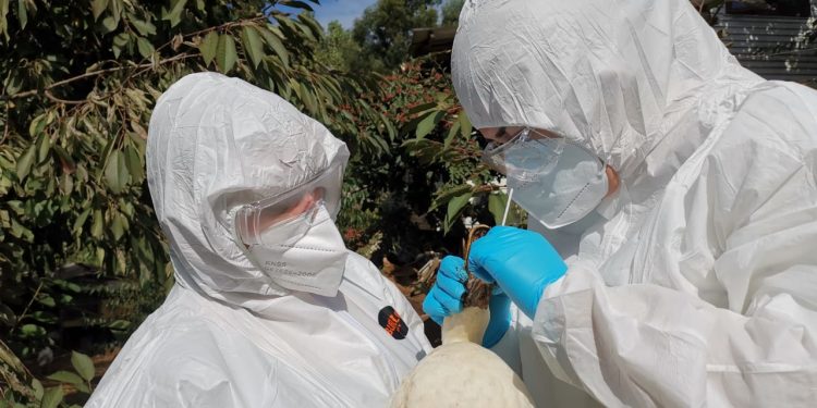 SAG confirma caso de influenza aviar H5N1 en aves silvestres en la región de Valparaíso