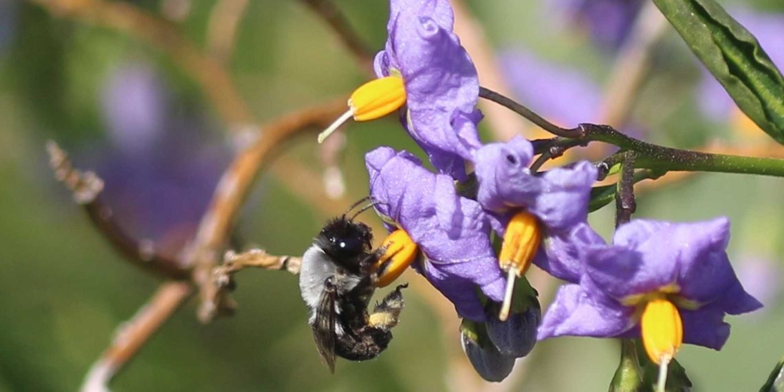 Abejas nativas: agentes clave en la restauración post incendios forestales en Chile