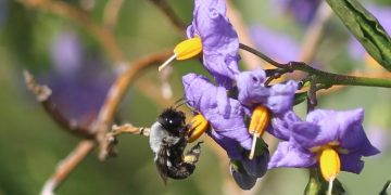 Abejas nativas: agentes clave en la restauración post incendios forestales en Chile