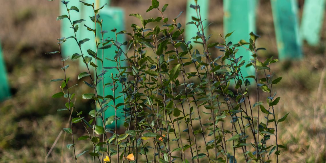 Fundación Reforestemos abre convocatoria para ampliar conservación del bosque nativo en predios privados