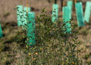 Fundación Reforestemos abre convocatoria para ampliar conservación del bosque nativo en predios privados