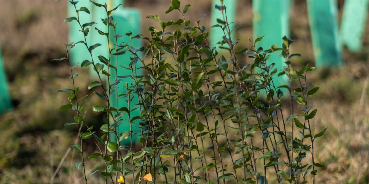 Fundación Reforestemos abre convocatoria para ampliar conservación del bosque nativo en predios privados