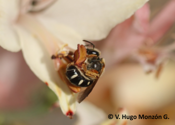 Las amenazas que enfrentan nuestras abejas nativas por el cambio climático