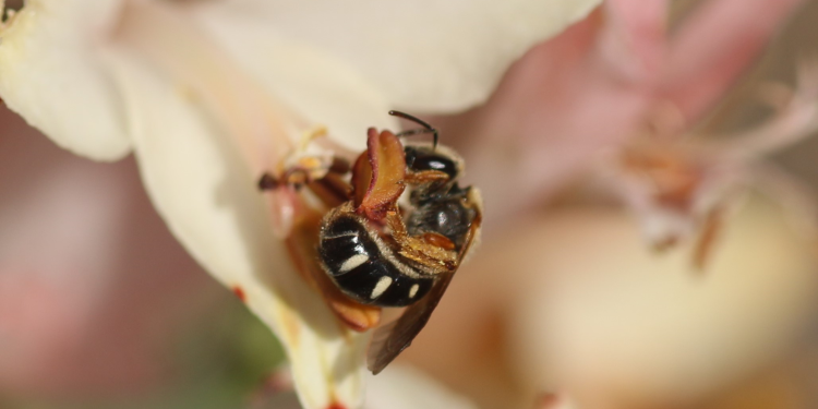 Las amenazas que enfrentan nuestras abejas nativas por el cambio climático