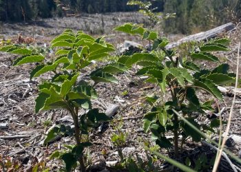 Vista Hermosa proyecta restaurar casi 200 hectáreas de bosque nativo en Maule y La Araucanía