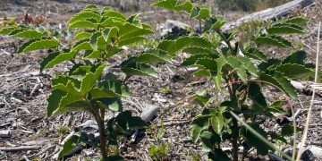 Vista Hermosa proyecta restaurar casi 200 hectáreas de bosque nativo en Maule y La Araucanía