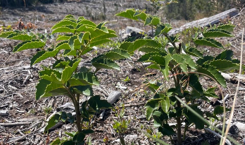 Vista Hermosa proyecta restaurar casi 200 hectáreas de bosque nativo en Maule y La Araucanía