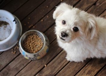 Alimentación para perros y gatos en Chile: cómo elegir sin confundirse entre ingredientes, etapas y hábitos