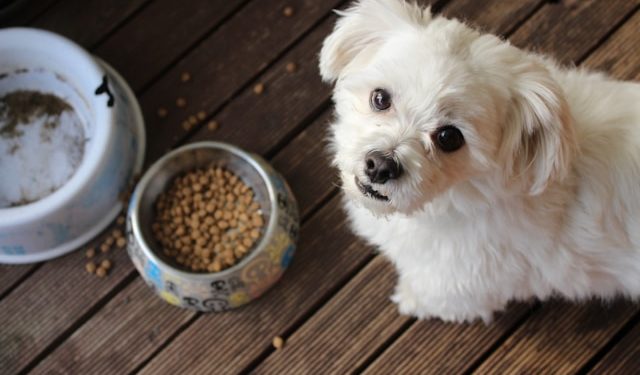 Alimentación para perros y gatos en Chile: cómo elegir sin confundirse entre ingredientes, etapas y hábitos