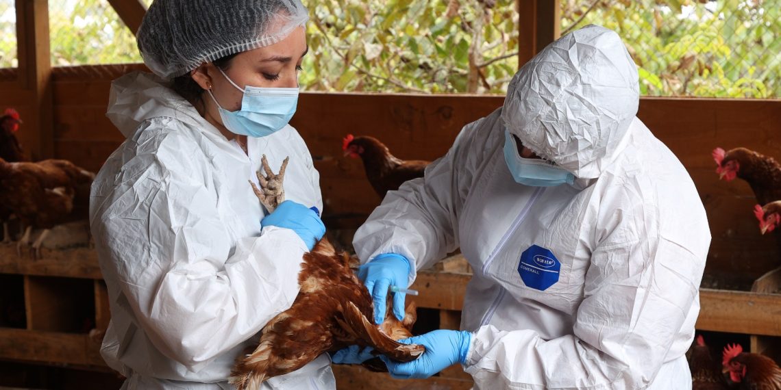 SAG confirma nuevos casos de influenza aviar en traspatios en Magallanes y Maule y refuerza llamado a la prevención