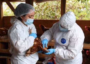 SAG confirma nuevos casos de influenza aviar en traspatios en Magallanes y Maule y refuerza llamado a la prevención