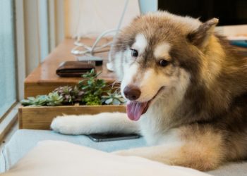 Marzo y mascotas ¿Qué rutinas son imprescindibles?