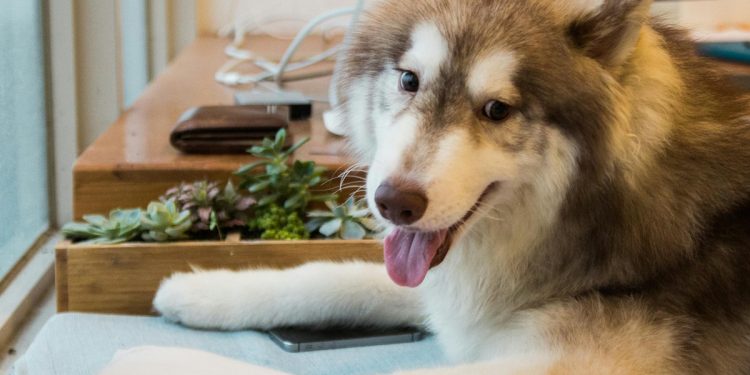 Marzo y mascotas ¿Qué rutinas son imprescindibles?