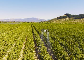 Hongos “buenos” vs. Hongos “malos”: el mundo agro nacional se prepara para la temporada otoño-invierno