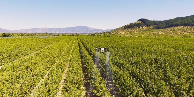 Hongos “buenos” vs. Hongos “malos”: el mundo agro nacional se prepara para la temporada otoño-invierno