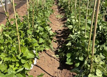 Desarrollan innovador sistema de microencapsulación para potenciar la agricultura sostenible