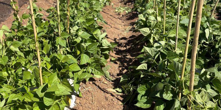 Desarrollan innovador sistema de microencapsulación para potenciar la agricultura sostenible