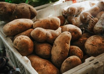 El champiñón que no se oscurece y la papa chilena que no se oxida: así avanza la edición genética en los alimentos