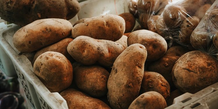 El champiñón que no se oscurece y la papa chilena que no se oxida: así avanza la edición genética en los alimentos