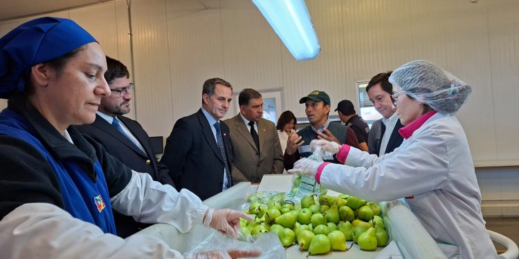 Subsecretario de Agricultura visita sitio de inspección fitosanitaria de Teno para verificar exportaciones hortofrutícolas a EE.UU.
