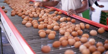 Chilehuevos y SAG refuerzan capacitación en bioseguridad ante nuevos brotes de influenza aviar