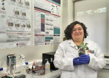 Investigadores de la U. Autónoma desarrollan tratamiento postcosecha para mantener firmeza y propiedades antioxidantes de la frutilla