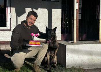 Perrita Sara de la PDI cumple su primer año con destacados servicios en detección de drogas