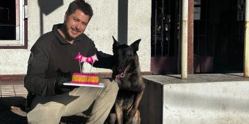 Perrita Sara de la PDI cumple su primer año con destacados servicios en detección de drogas