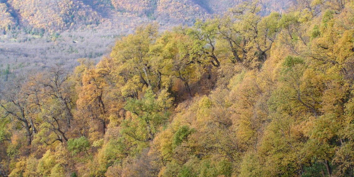 CONAF lanza concurso 2026 del Fondo de Conservación del Bosque Nativo con casi $7 mil millones para impulsar el manejo sustentable