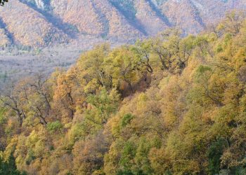 CONAF lanza concurso 2026 del Fondo de Conservación del Bosque Nativo con casi $7 mil millones para impulsar el manejo sustentable