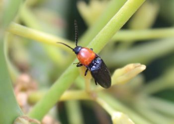 Insectos silvestres realizan el 50% de las visitas a las flores del palto 