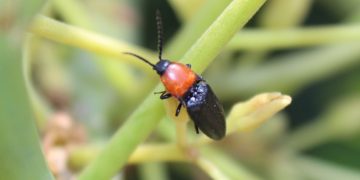 Insectos silvestres realizan el 50% de las visitas a las flores del palto 