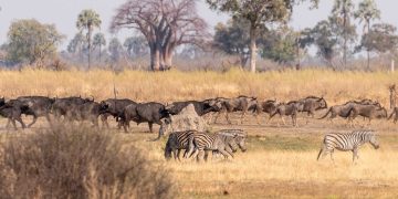 Investigación UCM aporta nueva herramienta clave para comprender el movimiento en mamíferos y su evolución