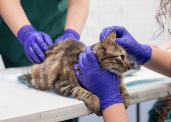 Las mascotas también se vacunan: una mirada desde Una Salud