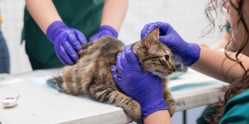 Las mascotas también se vacunan: una mirada desde Una Salud