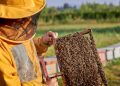 Ciencia e innovación llegan a la miel: invitan a seminario que impulsa el futuro apícola del Maule