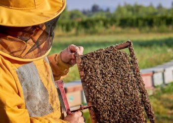 Ciencia e innovación llegan a la miel: invitan a seminario que impulsa el futuro apícola del Maule