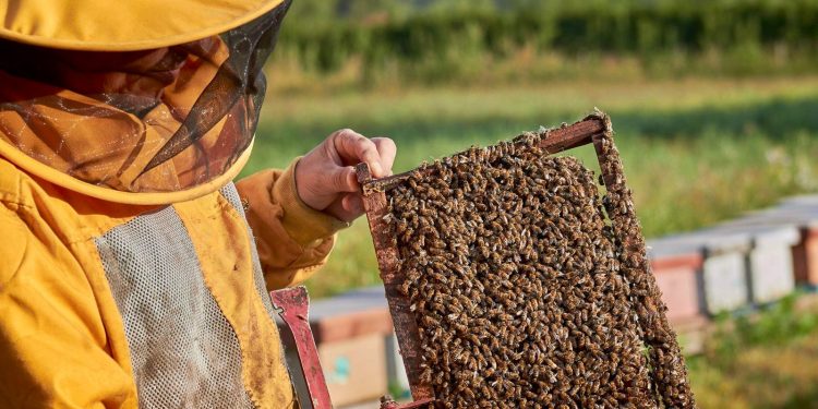 Ciencia e innovación llegan a la miel: invitan a seminario que impulsa el futuro apícola del Maule