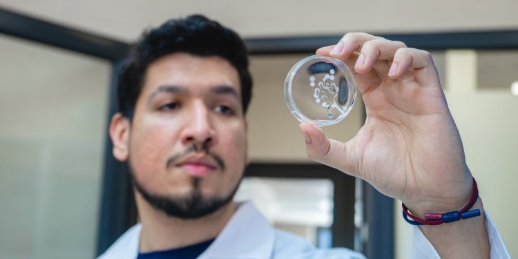 Investigadores crean hidrogel a base de veneno de avispa que cura lesiones de pie diabético