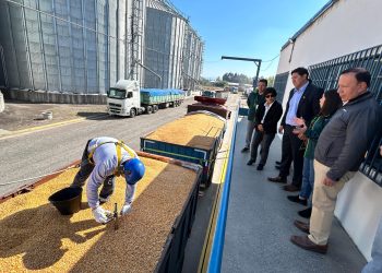 SAG y Seremi de Agricultura fiscalizan poder comprador de maíz