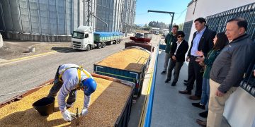 SAG y Seremi de Agricultura fiscalizan poder comprador de maíz