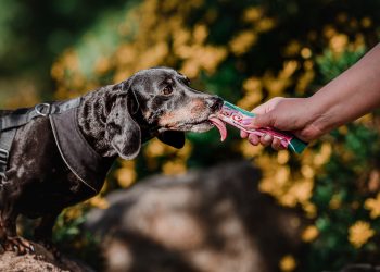 ¿Qué palabras entienden más los perros y gatos?
