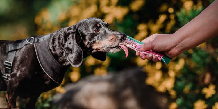 ¿Qué palabras entienden más los perros y gatos?