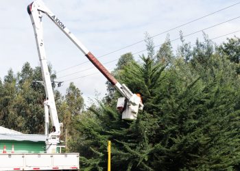 Plan Invierno: LuzLinares lanza manual para prevenir accidentes por caída de árboles y refuerza trabajos preventivos